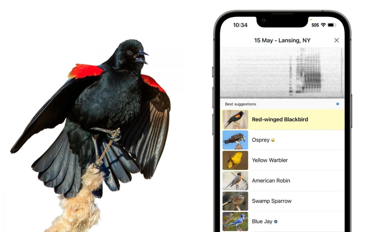 How Merlin's AI Knows Birds From Photo and Sound